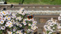 Objektiv-Test Canon EOS 70D EF 16 - 35 mm Schmetterling